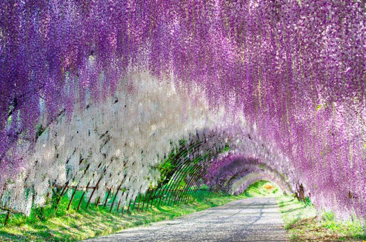 JARDÍN KAWACHI FUJI: un túnel de flores en&nbsp;Japón