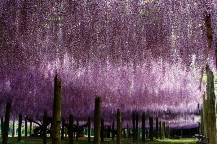 TUNEL Kawachi fuji_2