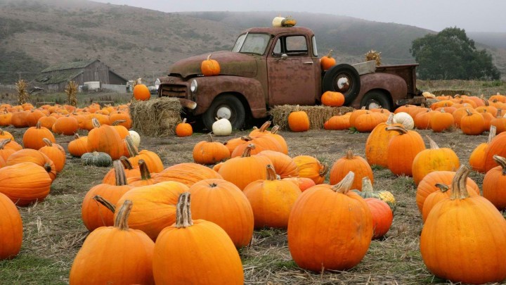 ¡Es tiempo de&nbsp;calabazas!